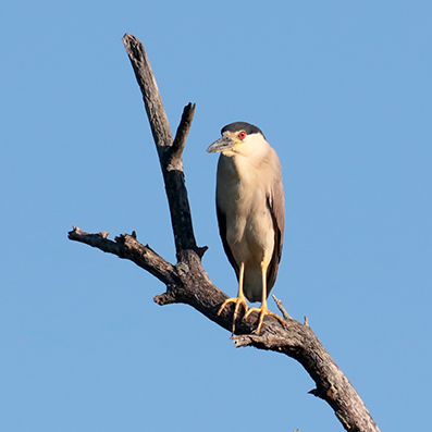 Black-crowned Night Heron